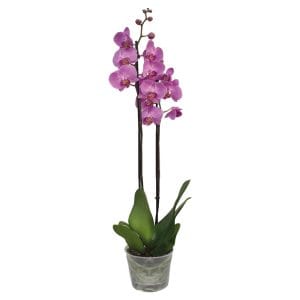 Orchidea Phalaenopsis