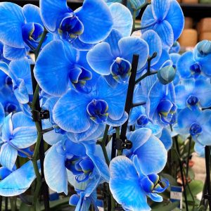 Phalaenopsis royal blue